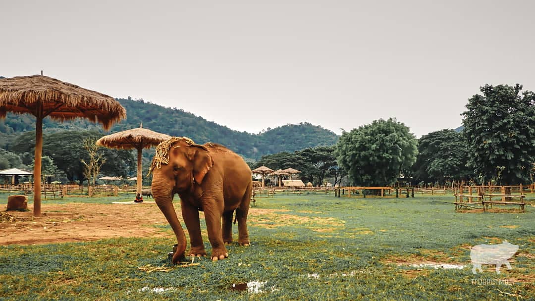 Elephant Nature Park